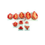 Development Process for Fetus